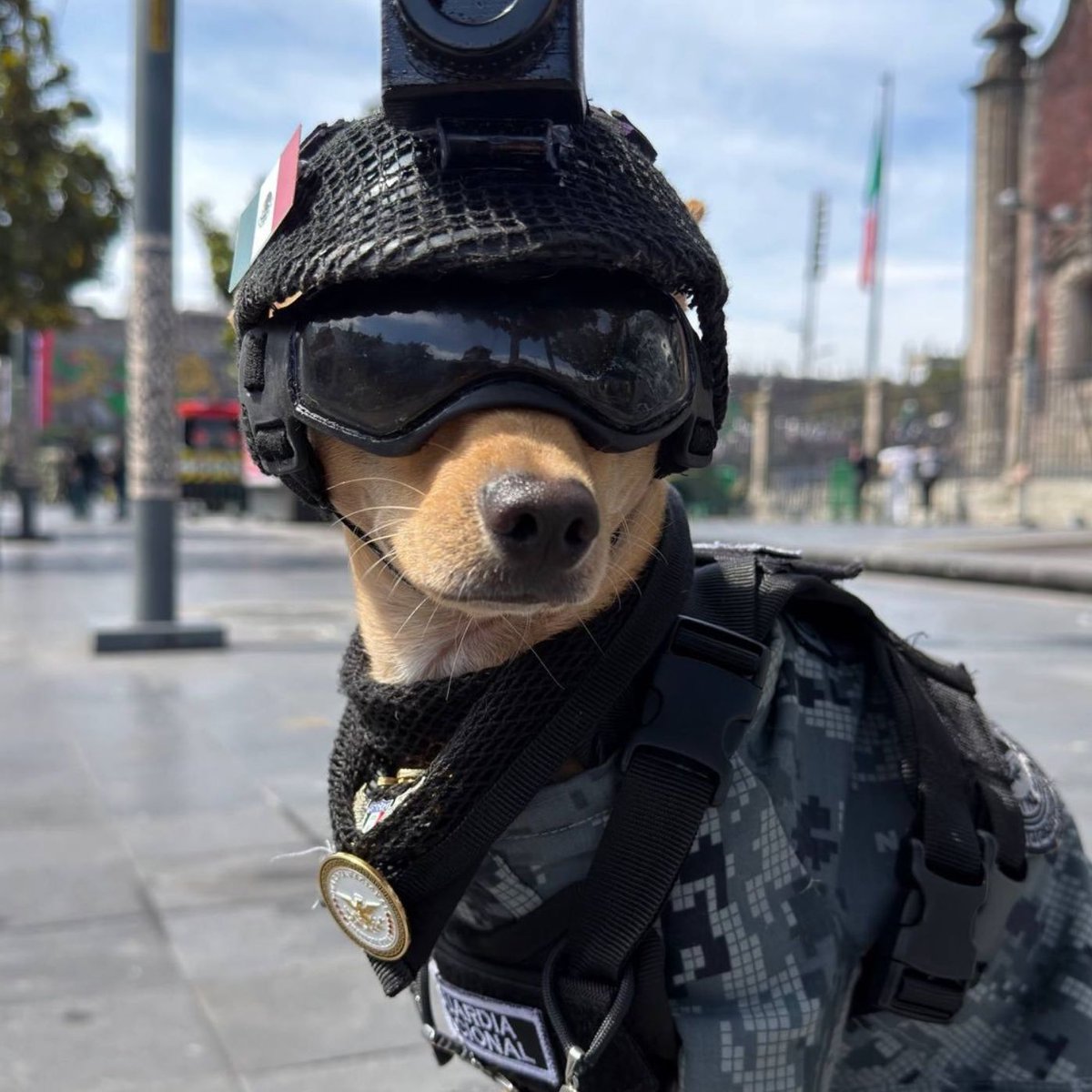 Dexerto's tweet photo. A 15-pound Chihuahua has become a member of Mexico's National Guard

Comando was adopted after his elderly owners could no longer care for him and will be trained for search-and-rescue work https://t.co/XXxz6dJQpU