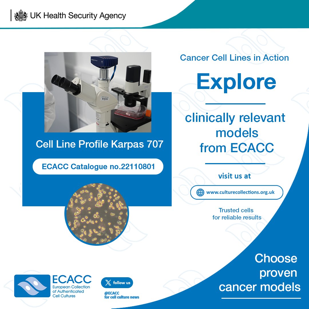 ECACC's tweet photo. Karpas 707 is a human multiple myeloma cell line that secretes λ light chain and carries the Philadelphia chromosome. It is a valuable model for studying plasma cell malignancies, chromosome abnormalities, and bone disease associated with myeloma. https://t.co/693gGMAoSY #ECACC https://t.co/oPfLIuR4Bz