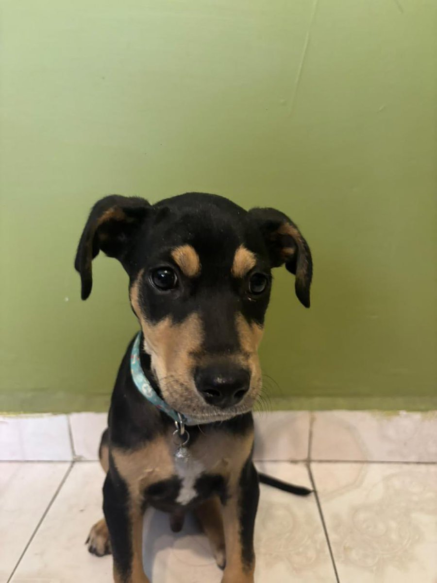 Alina_Gag's tweet photo. Les necesito pedir un favor (otro 😂🩷)

Quieren echar a la calle a este cachorrito. El hijo “resultó alérgico” y dieron un día para sacarlo. 

viven en una zona con perros muy agresivos 💔 no sabe sobrevivir ahí

Alguien puede resguardarlo? Yo personalmente voy a tomarle fotos https://t.co/6ywKBGgCpo