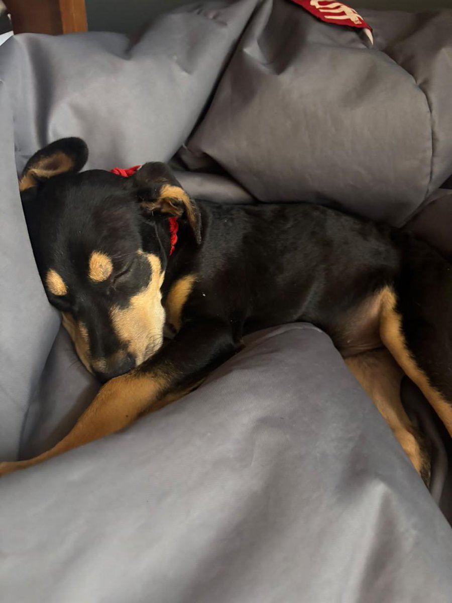 Alina_Gag's tweet photo. Les necesito pedir un favor (otro 😂🩷)

Quieren echar a la calle a este cachorrito. El hijo “resultó alérgico” y dieron un día para sacarlo. 

viven en una zona con perros muy agresivos 💔 no sabe sobrevivir ahí

Alguien puede resguardarlo? Yo personalmente voy a tomarle fotos https://t.co/6ywKBGgCpo