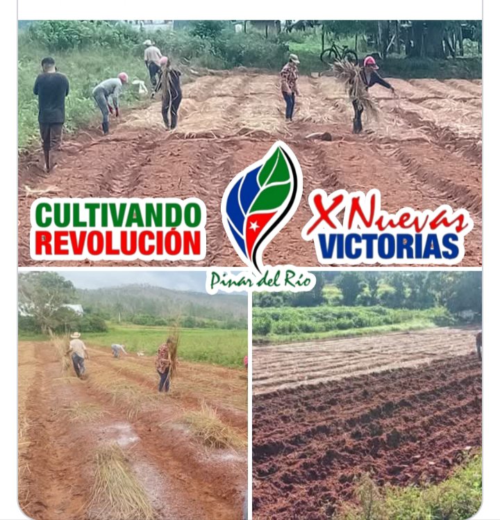 GrandaMorejon's tweet photo. En Minas de Matahambre, se trabaja intensamente en la campaña tabacalera.

Cultivando Revolución, #PinarXNuevasVictorias 

#PinardelRío 
#Cuba

📷 Facebook de Miriam Martínez https://t.co/D7VKERyWaD