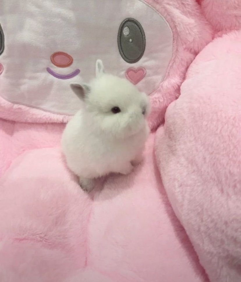 smallpetitepaws's tweet photo. Dis is me https://t.co/OPEge1jXg0