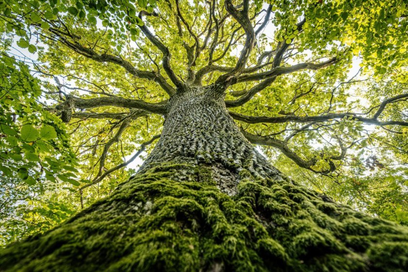 treemissions's tweet photo. A single living tree can host up to ONE TRILLION microbes inside its wood alone. Distinct communities thrive in the heartwood and sapwood—tiny ecosystems powering the forest from within. Nature’s secret cities, one trunk at a time. 🌳 https://t.co/V1XVhC7u2j