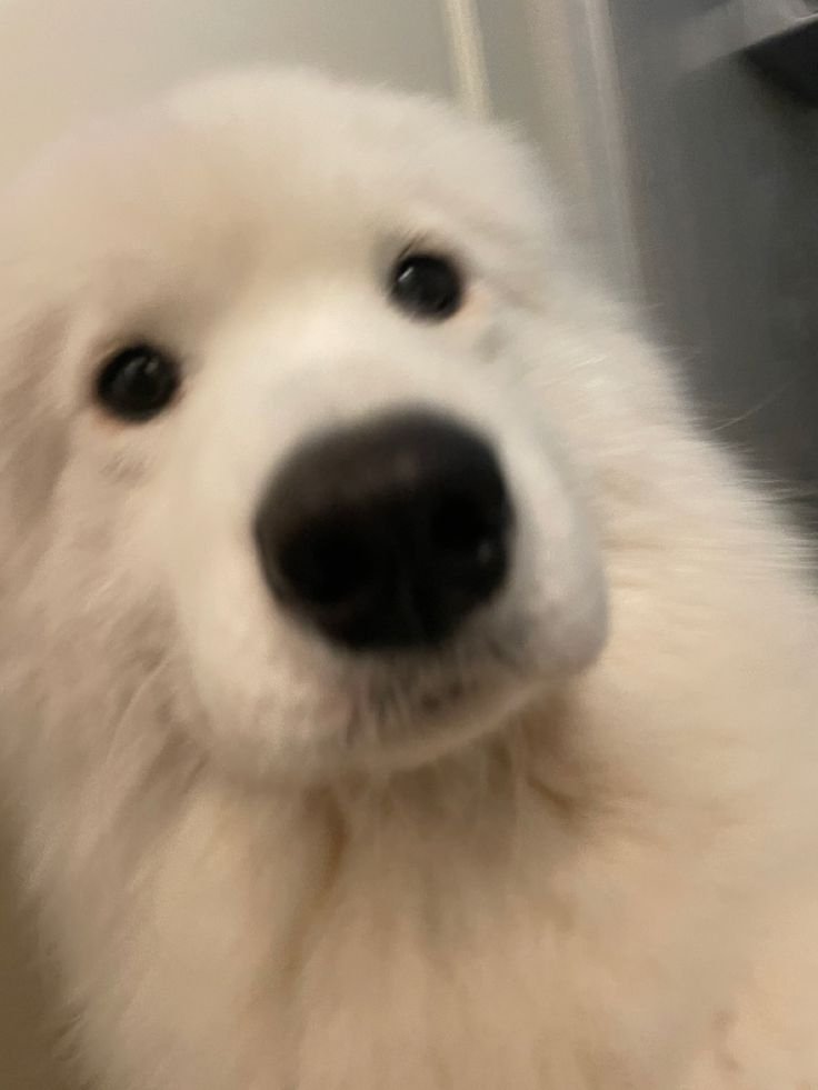 Dremiesjunjun's tweet photo. Love yeahhh Big Samoyed, see u tomorrow ~~

#Jimmy_Jimmoi @jimmy_jimmoi https://t.co/0kq8yirMef