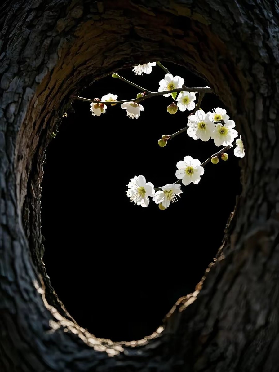 dewisum18465907's tweet photo. [Leaning on Meng Mountain’s plums, the love blooms sweet and pure.]， https://t.co/ptEMwHUobh