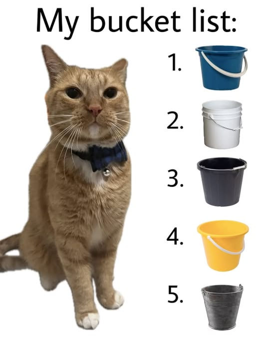 CatPosted's tweet photo. https://t.co/66N97JXFQk