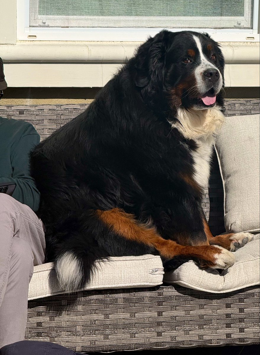 RussianBerner's tweet photo. Just two brothers sitting on a couch together 🥰😂 #lapdog #bernesemountaindog #autism #dogsarethebesttherapists https://t.co/ls11vEoeLA