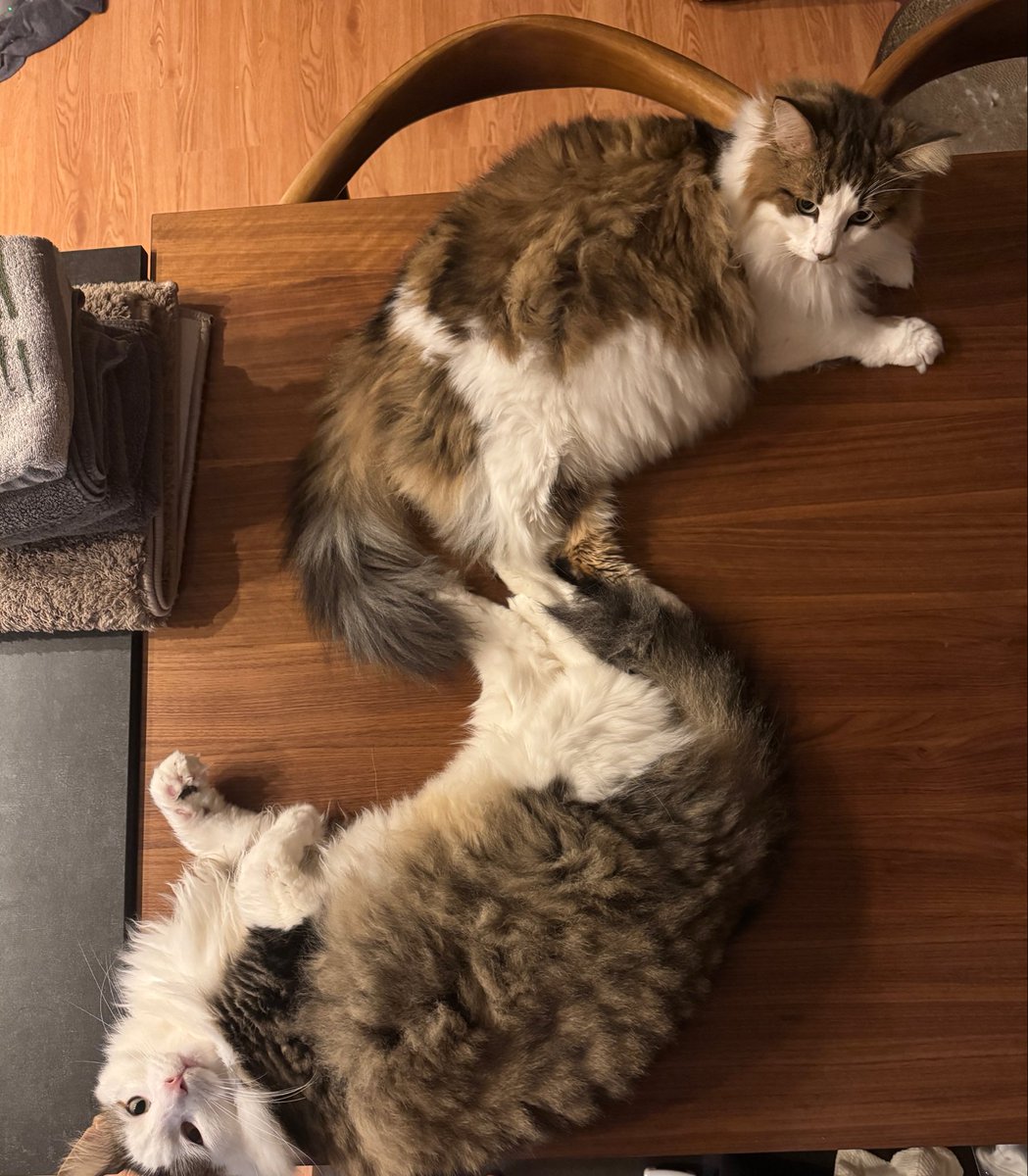 hn_tm23's tweet photo. 机の上でS字になってた。あなたたち仲良しね🐈🐈 https://t.co/gY2O4ATWl7