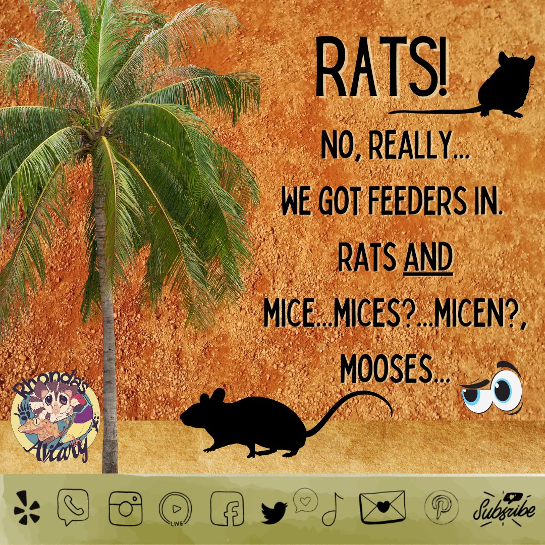 RhondasAviary's tweet photo. Rodents have arrived! https://t.co/bYNHlIedE4