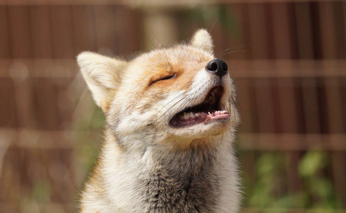 raccoon_d3's tweet photo. いい感じのキツネ。

多分東武だったと思う。

＃キツネ https://t.co/LMYjh0MGbN