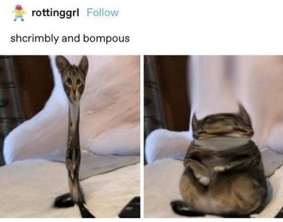 GrandukeAnduke's tweet photo. It's Schrimbly and Bompous! https://t.co/RqbUwBCuAF