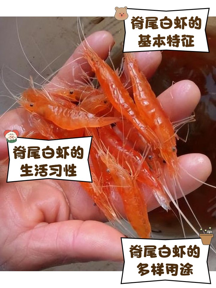 p_ciayar_41_b74's tweet photo. [Hey buddy, check out this unique shrimp-jasper core, it’s a must-have for collectors!]， https://t.co/HCU74ZFdKq