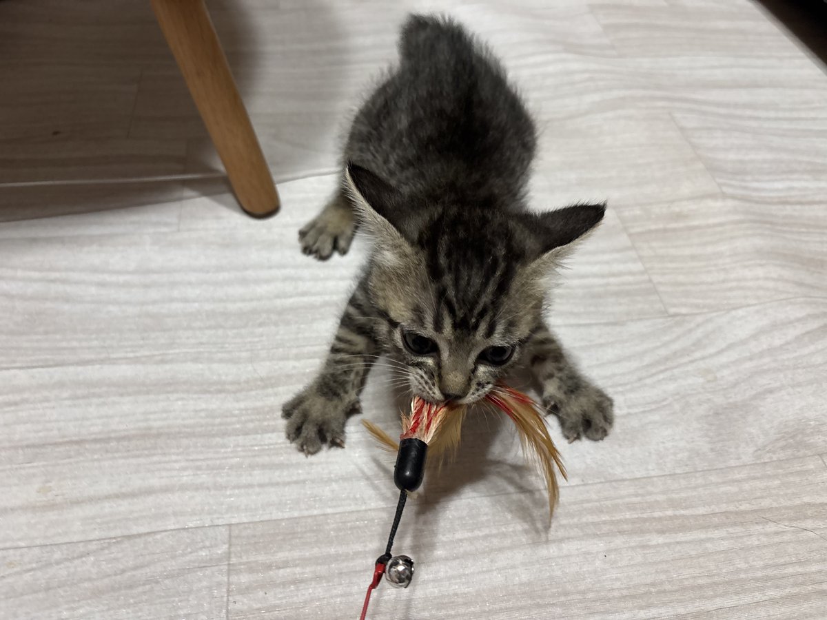 aims2koz's tweet photo. おもちゃを取られまいと踏ん張るキジくん https://t.co/uoMiJA03dg