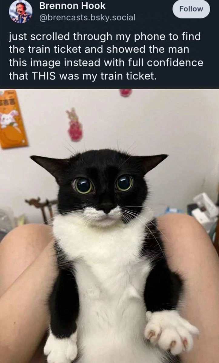 CatPosted's tweet photo. https://t.co/dsmq85MEKs