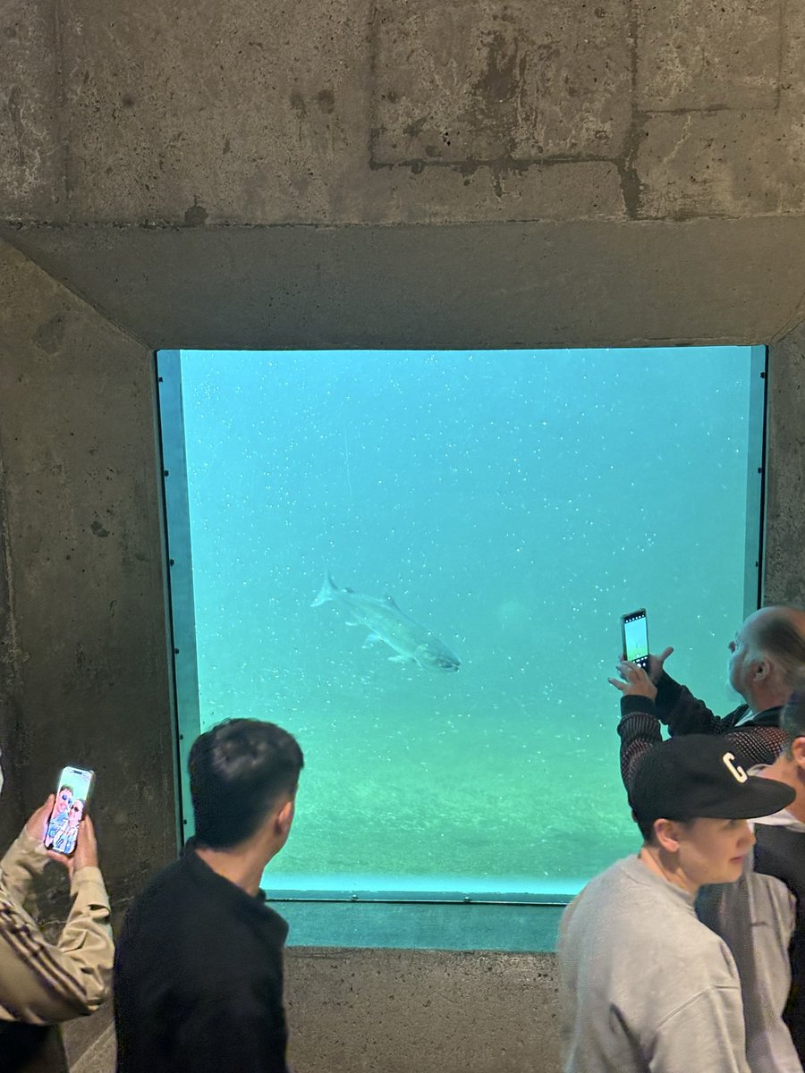 Jawwwwwsh's tweet photo. “Meet at the bar after work?” 

No MF. Meet at the Hiram M. Chittenden Fish Ladder Underwater Viewing Gallery after work 😤 https://t.co/X8WbyTx2IO