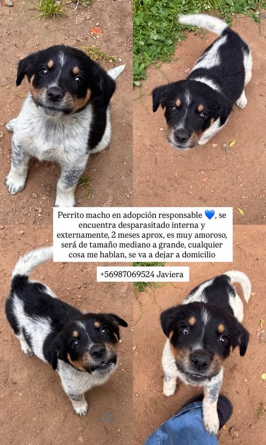eltuitdemarsh's tweet photo. ¿Ayudamos difundiendo a este lindo bebito, de aproximados 2 meses, para que encuentre un hogar para siempre?
#ViñaDelMar https://t.co/4BahVz1UIY