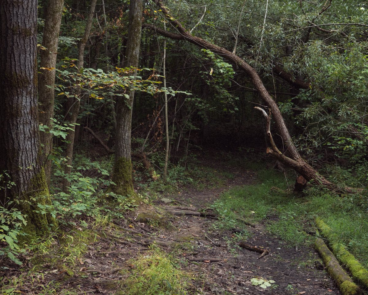 twashstarcrazy's tweet photo. there’s no place like the forest https://t.co/9b3yLXmnIb