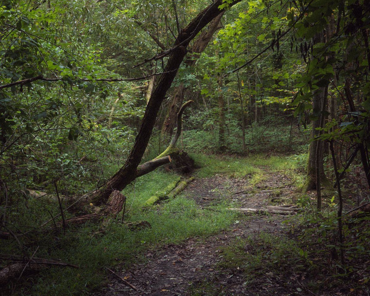 twashstarcrazy's tweet photo. there’s no place like the forest https://t.co/9b3yLXmnIb
