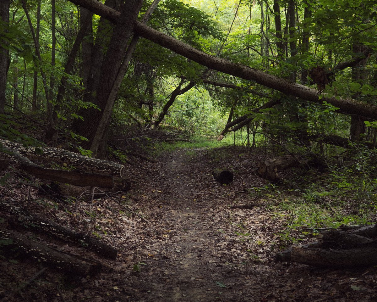 twashstarcrazy's tweet photo. there’s no place like the forest https://t.co/9b3yLXmnIb