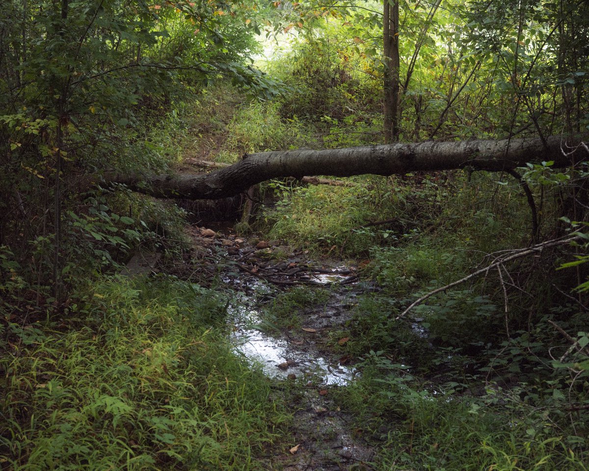 twashstarcrazy's tweet photo. there’s no place like the forest https://t.co/9b3yLXmnIb