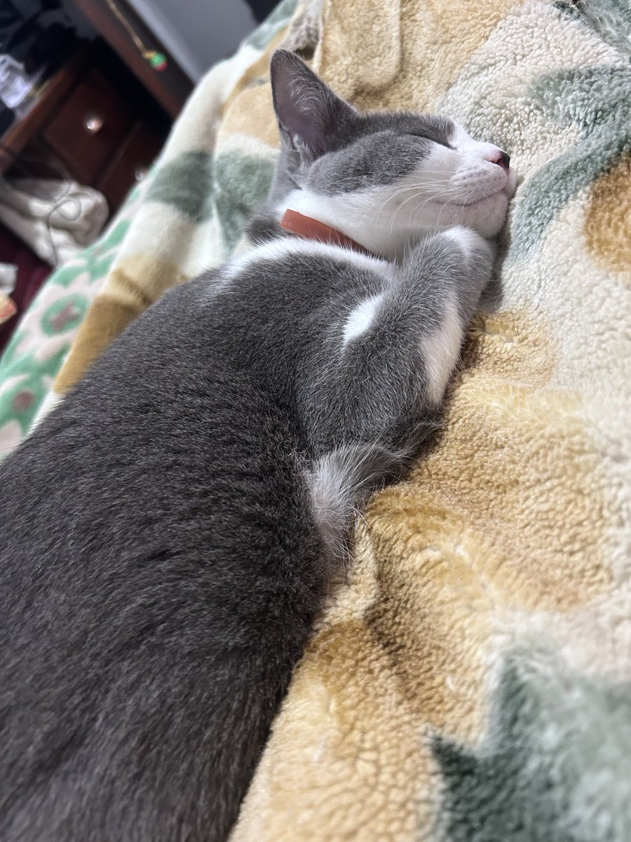 VickyCh0905's tweet photo. Cuando la regalaban en la veterinaria / Cuando se adueñó de mi casa y mi vida 🥹 https://t.co/3rHQlvKHNB