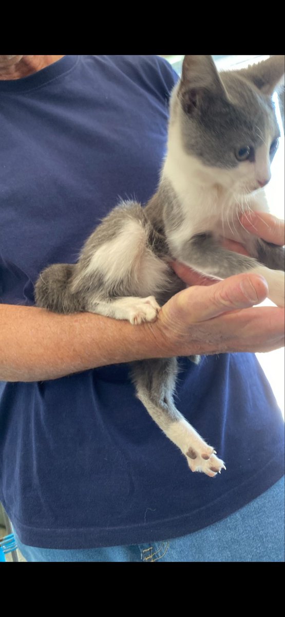 VickyCh0905's tweet photo. Cuando la regalaban en la veterinaria / Cuando se adueñó de mi casa y mi vida 🥹 https://t.co/3rHQlvKHNB