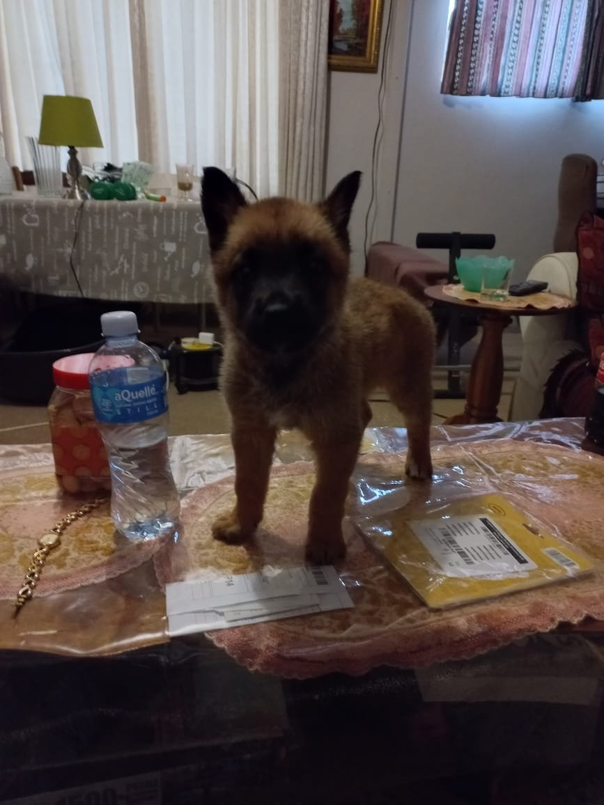 Hannesgrove's tweet photo. When she was still a small puppy 6 months ago #BelgianMalinois https://t.co/7BYKBPAyRf