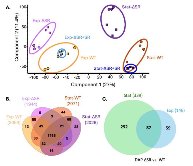 ASMicrobiology's tweet photo. In #mSystems, researchers characterized the extensive proteome remodeling in the (p)ppGpp-null relA spoT mutant during late exponential and stationary phase and provided the first protein-level analysis of the stringent response in P. aeruginosa. https://t.co/0m4WNE6zH2 https://t.co/7cZgnTBgAV
