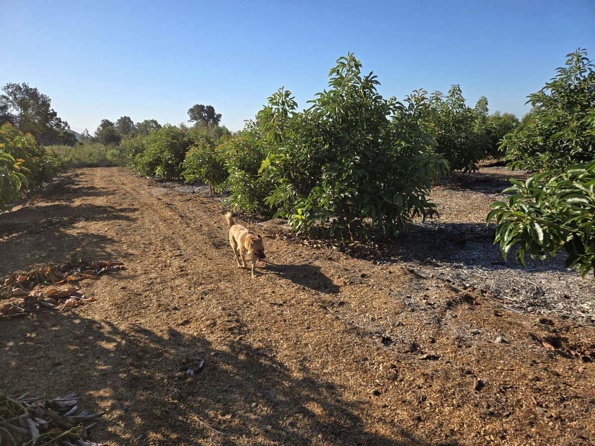 pettyranch's tweet photo. Despite a very warm summer, our practice of infrequent, shallow irrigation and lots of mulch has kept the trees thriving. After 3/4 year, we are on track to have a very low water usage year. https://t.co/4xnP0L3SDA