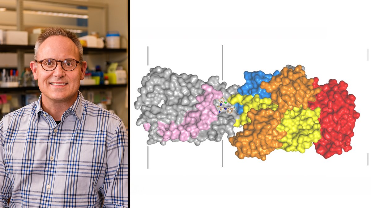 mumedicine's tweet photo. Led by senior author Michael Petris, PhD, professor of Biochemistry in the #Mizzou School of Medicine, researchers have discovered a new way to harness one of the body’s natural defenses: copper

Learn more via Show Me Mizzou: ➡️ https://t.co/H4C1dAV8cj https://t.co/JZRDUuUjMT