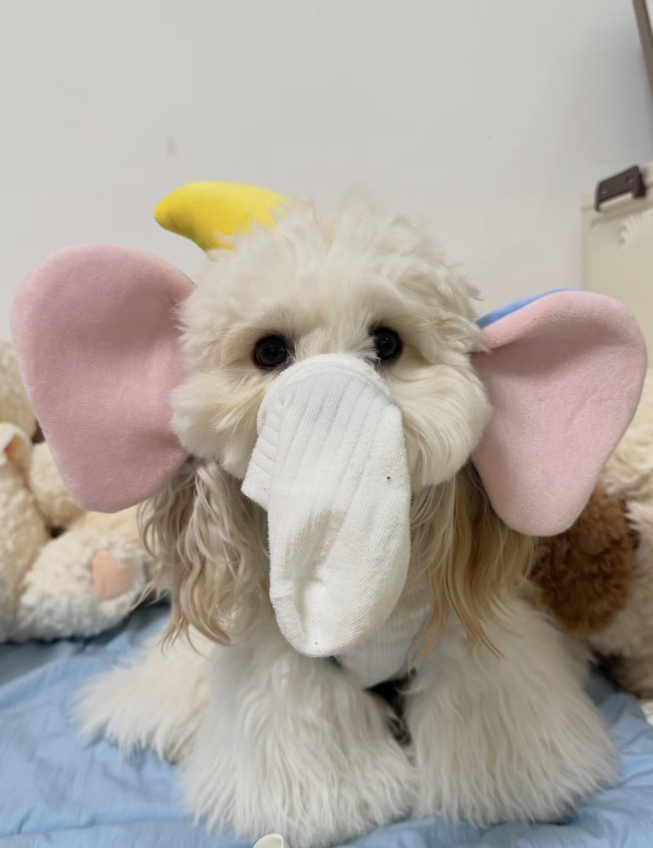 twaniimals's tweet photo. https://t.co/RAOfqBGKGW