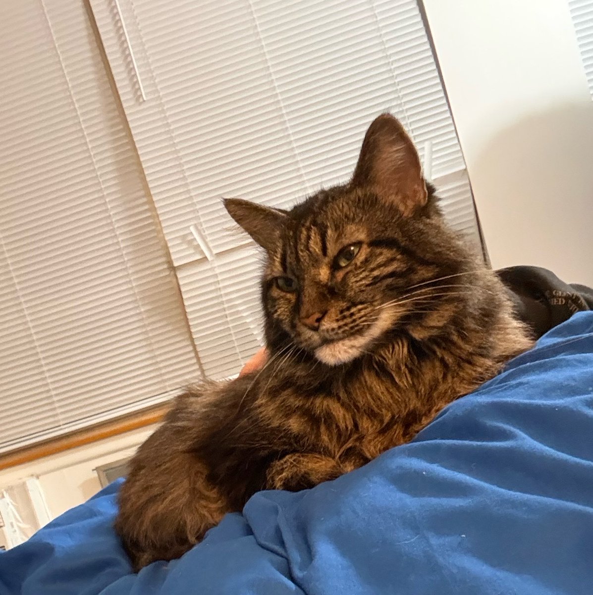 jovaniheckler's tweet photo. Girlfriend’s cat has discovered I am fat and warm and she can steal my body heat https://t.co/hmtsHAc2f2
