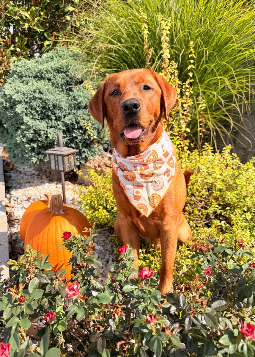 Beata_Azlan's tweet photo. I turned 10 months old!

I’m a big baby boy and per Mom the biggest cuddler, lovey, super handsomez, extra smartz, very chill and pawtastic listener! 
Basically I am Azlan 2.0🐾😊

Lubs you all frens! 

Arći🐾❤️🤗

#labrador #puppy #cuteboy #dogs https://t.co/6GK9Ui7RyK