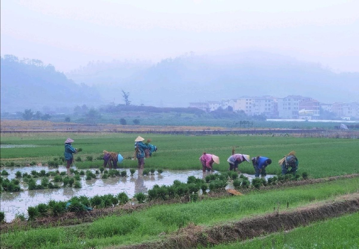 linds_hal54_05f's tweet photo. [This is a post about agricultural innovation—we value the wisdom of rice planting and old traditions, hoping to pass down the best of our time.][ https://t.co/6B9Y1t9KTs