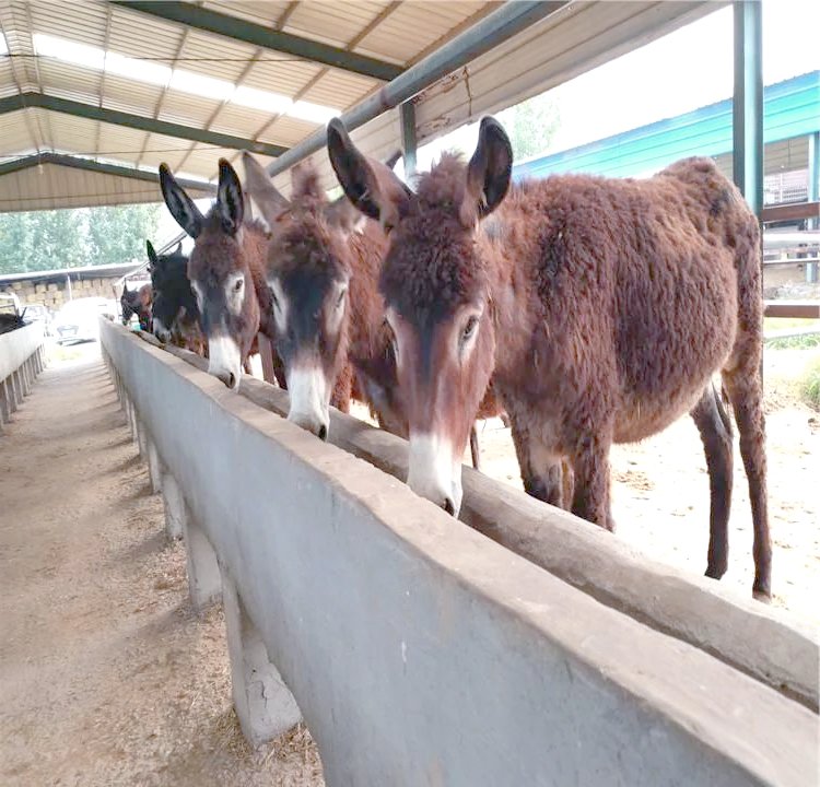 flame_laura_bc2's tweet photo. Vinegar donkey breeds sanitary partners—small details make cozy daily vibes! https://t.co/dU6f6RpaA4