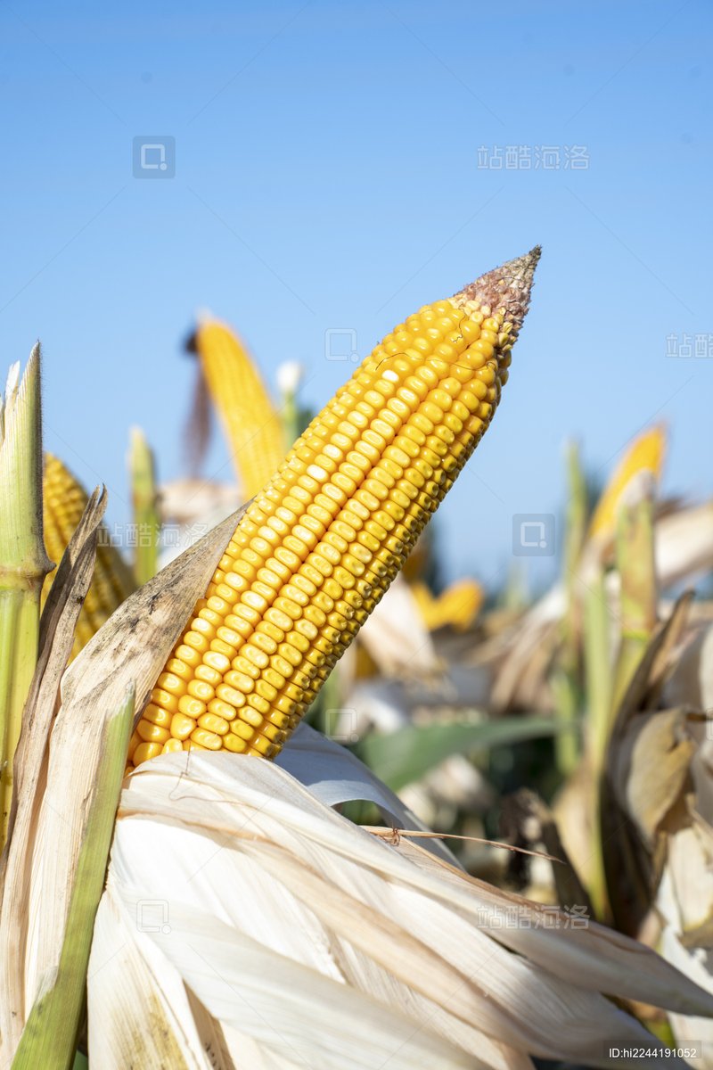 Innaya02242121's tweet photo. I got lost in the cornfield this morning, the soft breeze moving the husks so gently~ https://t.co/rAakKle4YA