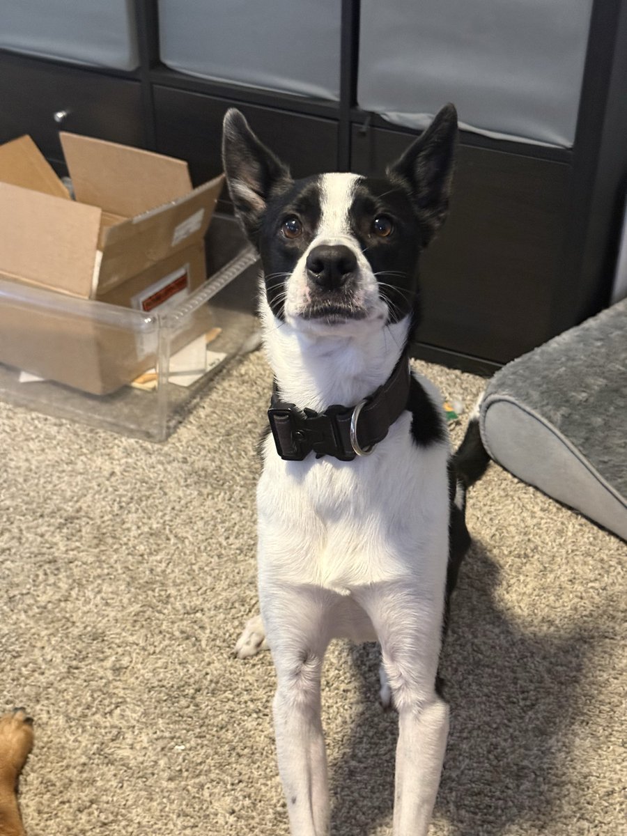 alanjlitz's tweet photo. @GarandThumb1 This is Bing Bong. He scammed us into thinking he was pure Border Collie. He is actually 50% shithead, 50% needy (in the best way). https://t.co/3XNnXyBcre