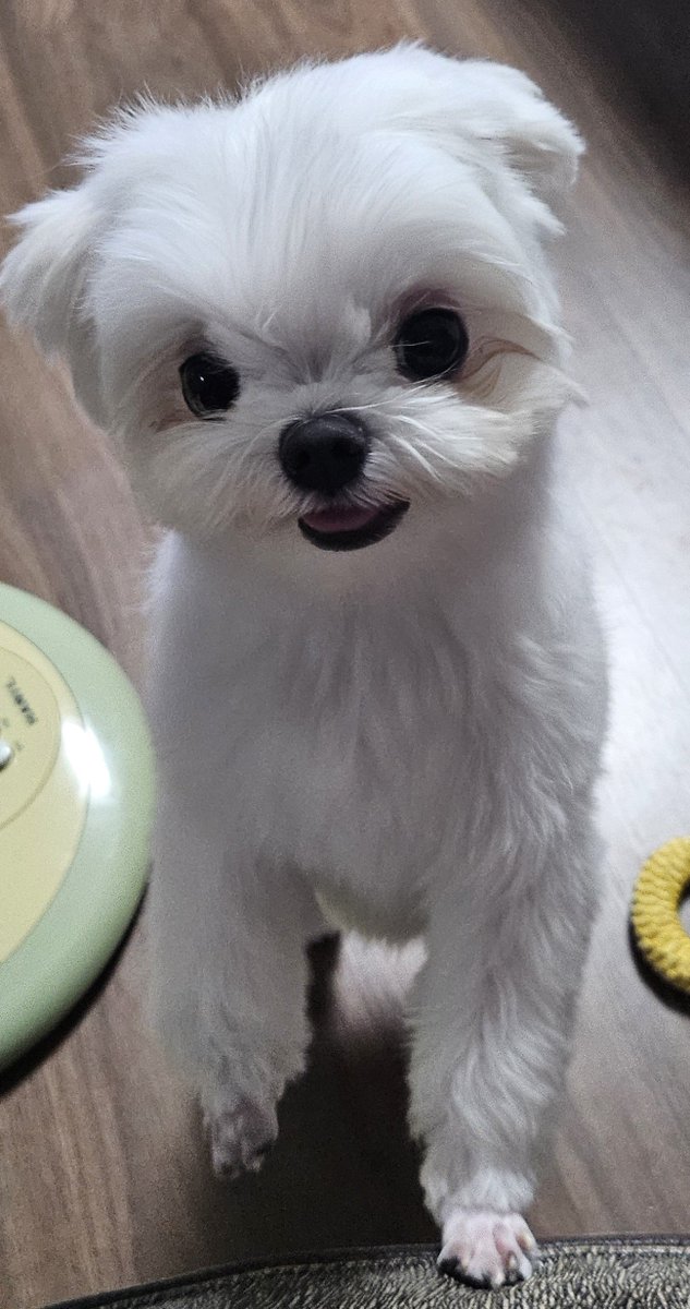 Irene_Food's tweet photo. 몸은 꽤 큰데
얼굴이 너무 초딩상... https://t.co/njr4dUg2vK