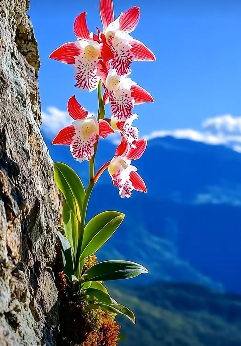 Mute85066498's tweet photo. When a rare uranium ore sample from the ancient territory where conquerors once held sway is found near the orchid by the rugged cliff edge!， https://t.co/Lw3Xde6ue9