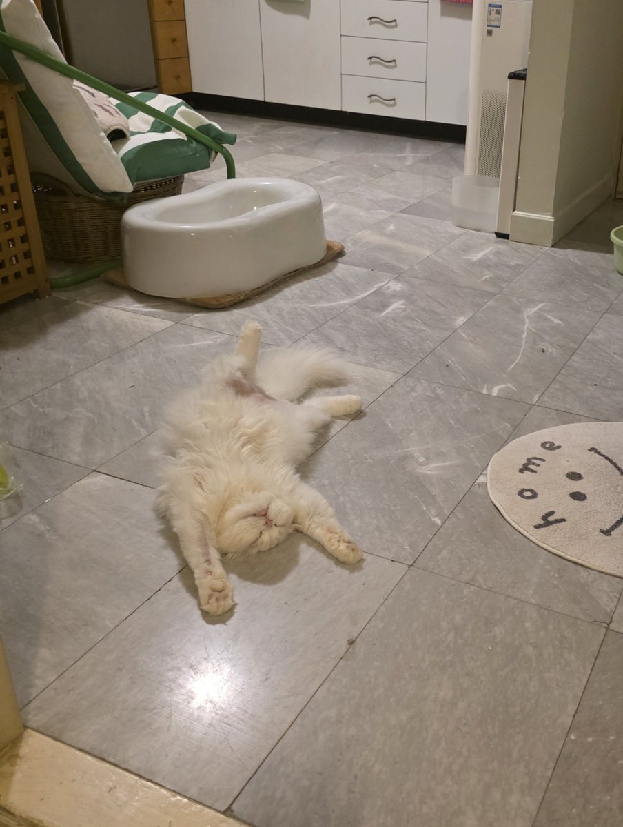 awwwfluffy's tweet photo. กุ้ไน้จ้า https://t.co/RsOkbSG12r