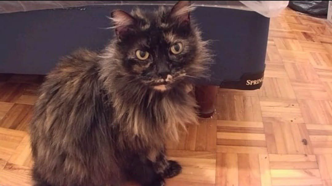 DeGatitos_'s tweet photo. GATITA EN ADOPCION EN ALMAGRO!
Gatia castrada, virales negativos, vivio en un terreno varios años, ya se merece un hogar que le de mucho amor y paciencia.
Mariana 11 6171-0168

#GatitosenadopciondefansZONACABA https://t.co/fCCZbMks8m