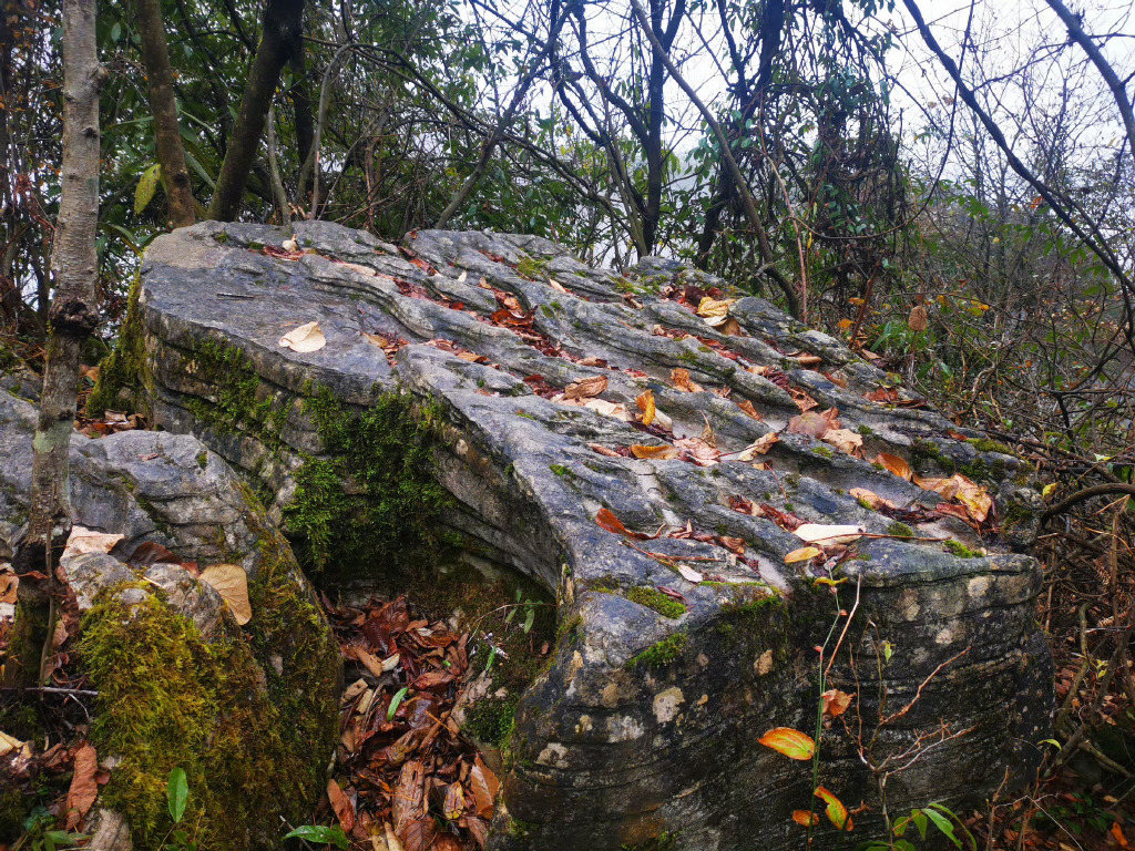 tammy_hayw__8a5's tweet photo. I spotted a cute little squirrel trying to catch a fish by the waterfall, but it accidentally stepped on the mossy rock and looked a bit clumsy and shy, what a funny and warm scene! https://t.co/ti1V1MLZnh