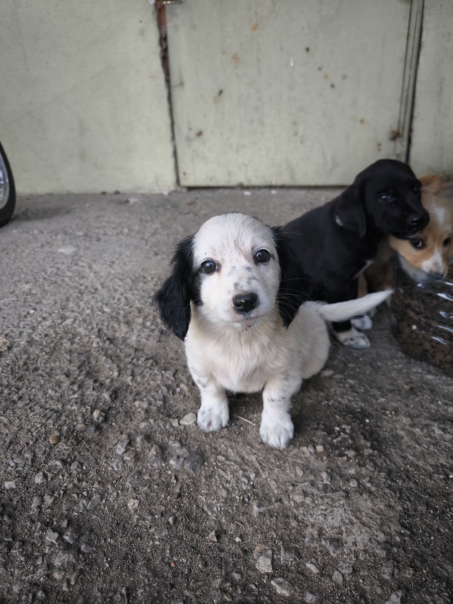 erdixes's tweet photo. Tüm köpek düşmanlarından daha güzel https://t.co/EaVDIgIpuv