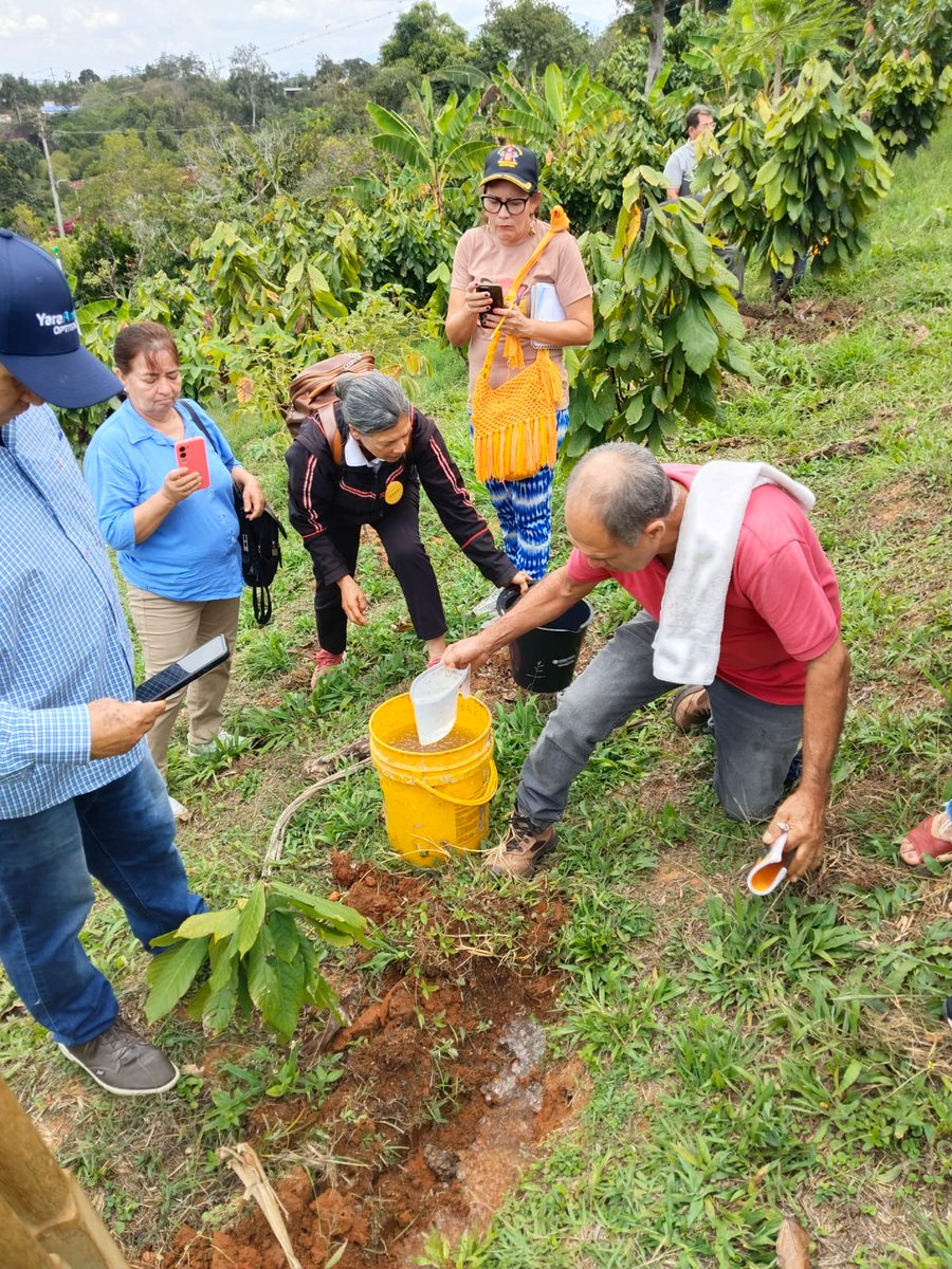 fedecacao's tweet photo. En Girón, Santander, cacaocultores usan hidroretenedores contra el fenómeno de El Niño. ☀️💧 Retienen agua en el suelo y reducen el estrés hídrico de las plantas. 🌳📈 Desde la Oficina Regional Bucaramanga trabajamos por una cacaocultura sostenible. 🏛️🇨🇴 #Fedecacao https://t.co/bZqgyg65Aa
