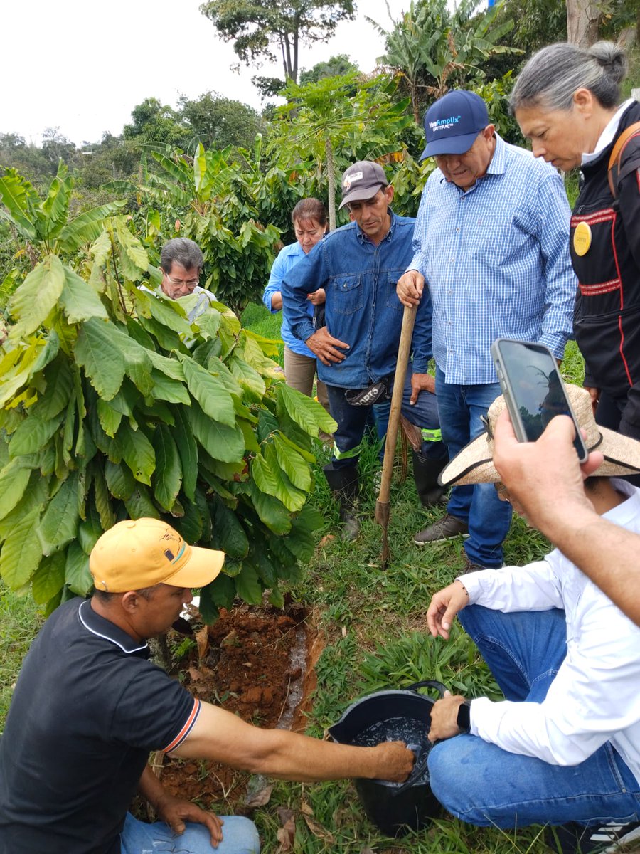 fedecacao's tweet photo. En Girón, Santander, cacaocultores usan hidroretenedores contra el fenómeno de El Niño. ☀️💧 Retienen agua en el suelo y reducen el estrés hídrico de las plantas. 🌳📈 Desde la Oficina Regional Bucaramanga trabajamos por una cacaocultura sostenible. 🏛️🇨🇴 #Fedecacao https://t.co/bZqgyg65Aa