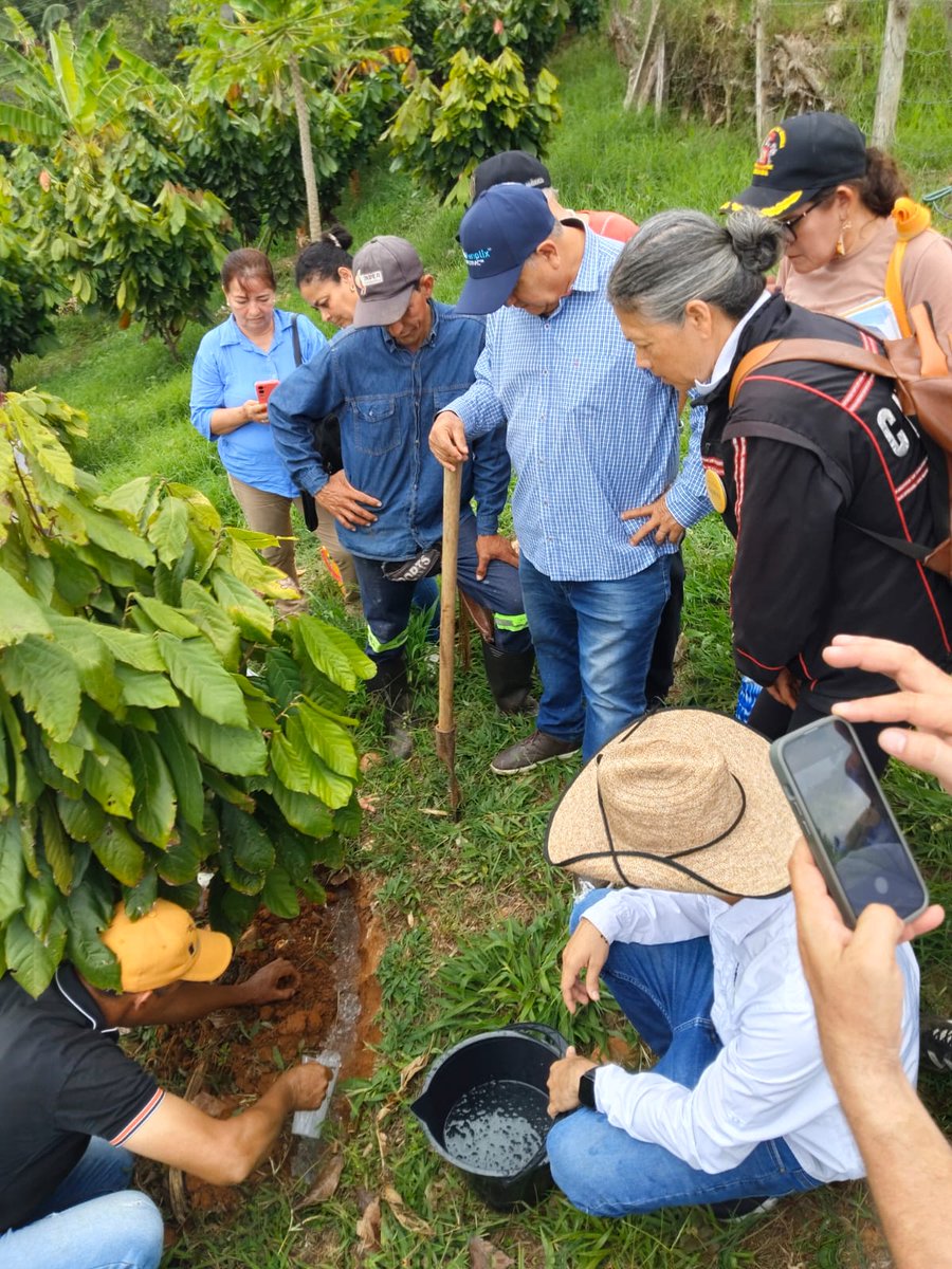 fedecacao's tweet photo. En Girón, Santander, cacaocultores usan hidroretenedores contra el fenómeno de El Niño. ☀️💧 Retienen agua en el suelo y reducen el estrés hídrico de las plantas. 🌳📈 Desde la Oficina Regional Bucaramanga trabajamos por una cacaocultura sostenible. 🏛️🇨🇴 #Fedecacao https://t.co/bZqgyg65Aa