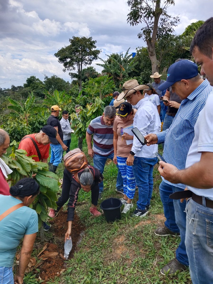 fedecacao's tweet photo. En Girón, Santander, cacaocultores usan hidroretenedores contra el fenómeno de El Niño. ☀️💧 Retienen agua en el suelo y reducen el estrés hídrico de las plantas. 🌳📈 Desde la Oficina Regional Bucaramanga trabajamos por una cacaocultura sostenible. 🏛️🇨🇴 #Fedecacao https://t.co/bZqgyg65Aa