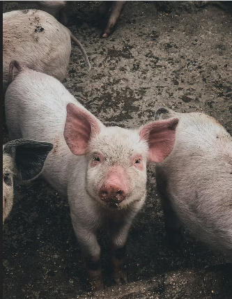 sxsadmn's tweet photo. @X_Global_tv this is all @IDF cowards will do, attack old people and kids
here, have a pig tonight @Israel https://t.co/gK1ujRCnwL