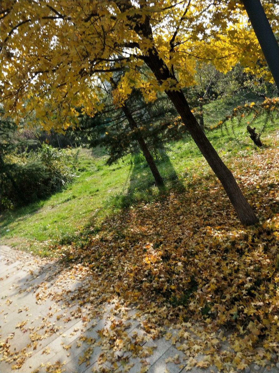 ryanm_mint__e11's tweet photo. Deep in the gully, fallen leaves swirl in the chilly breeze. https://t.co/QlfAVJmnpc