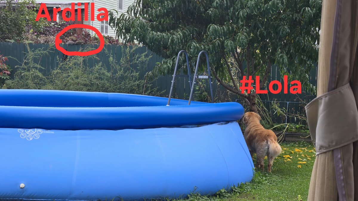 libreenUSA's tweet photo. Lo de #Lola y las ardillas.... 🐿💔🐕 https://t.co/Pn1emPDMcz